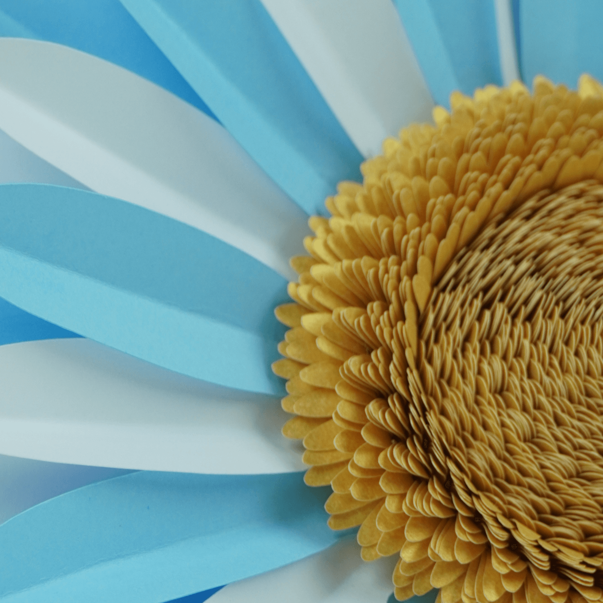 Girasol Argentina